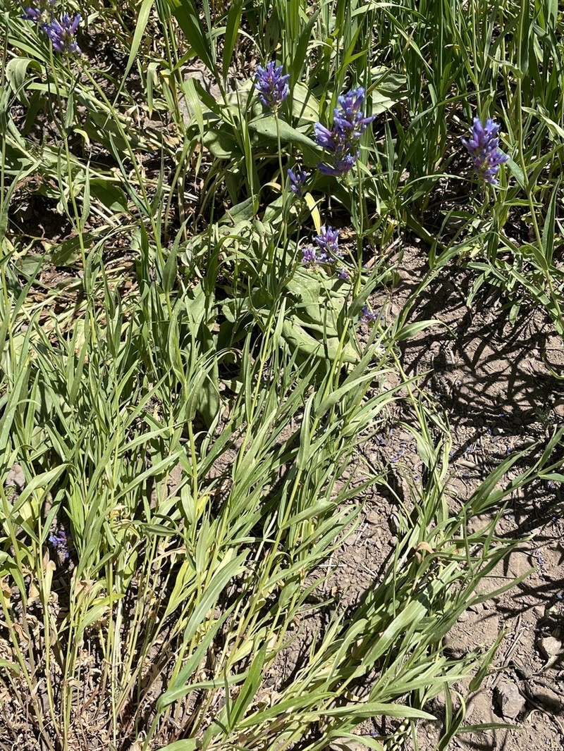 Tufted Penstemon photo 5