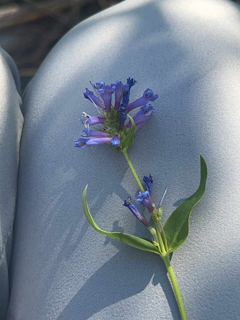 Tufted Penstemon photo 6