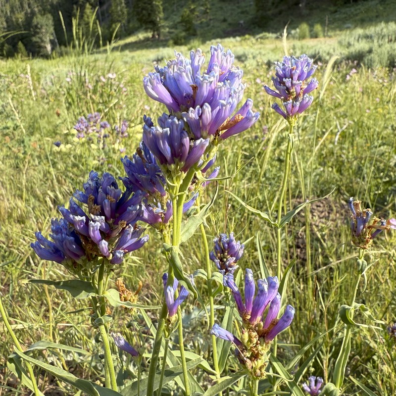 Tufted Penstemon photo 7