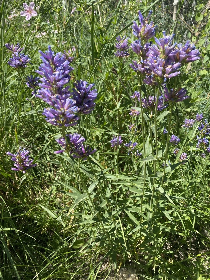 Tufted Penstemon photo 8
