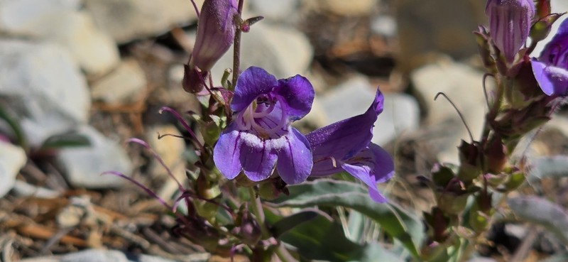 Smoothleaf Beardtongue
