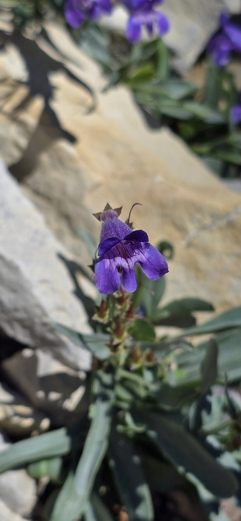 Smoothleaf Beardtongue photo 2