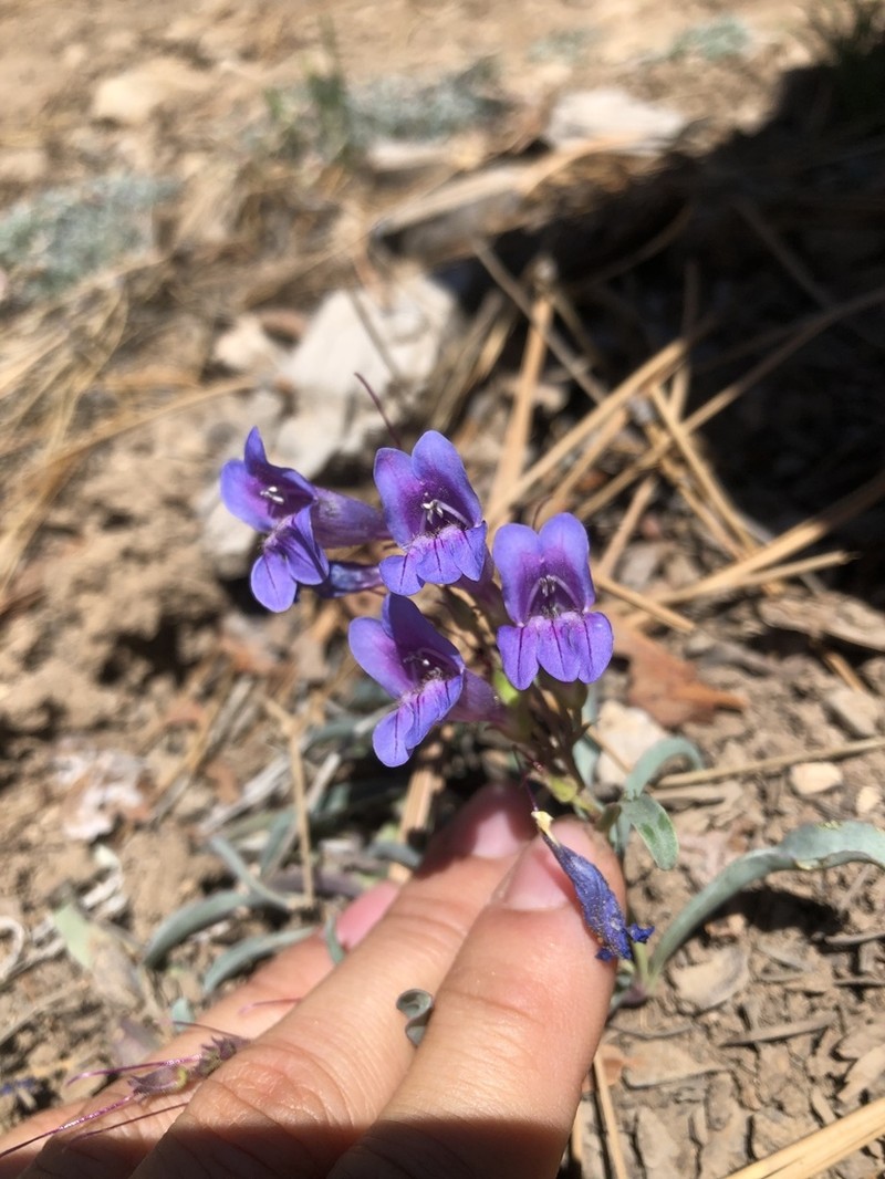 Smoothleaf Beardtongue photo 3
