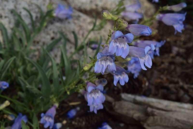 Smoothleaf Beardtongue photo 4