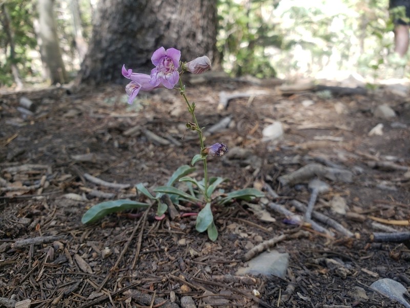 Smoothleaf Beardtongue photo 5