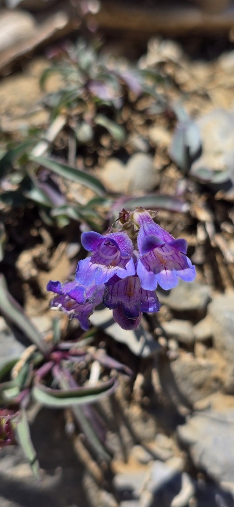 Smoothleaf Beardtongue photo 6
