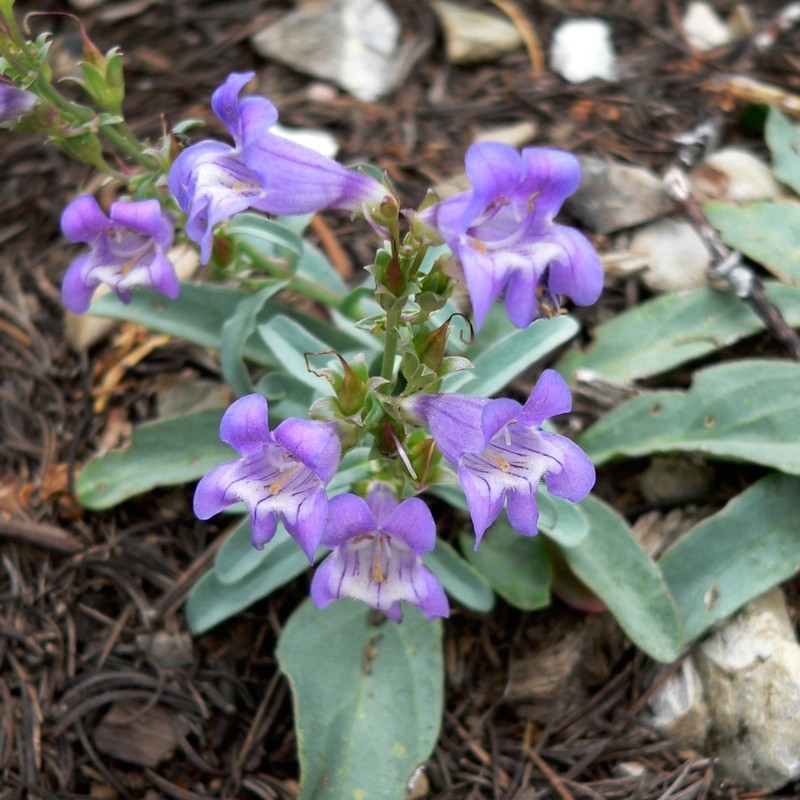 Smoothleaf Beardtongue photo 7