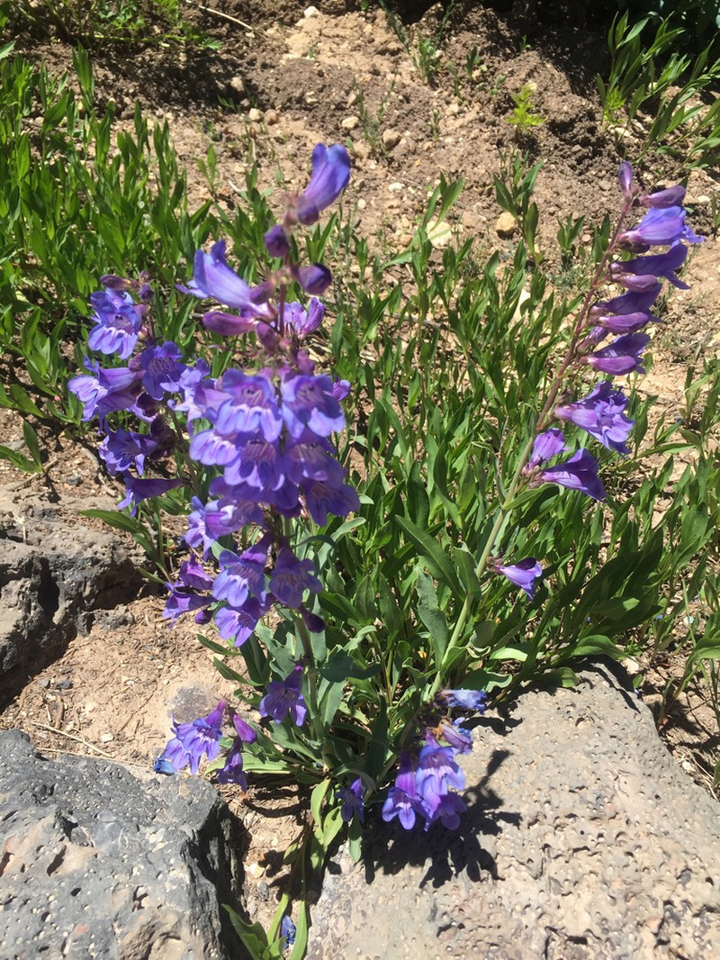 Smoothleaf Beardtongue photo 8