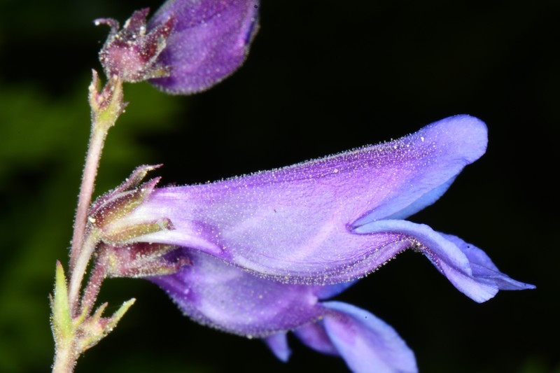 Penstemon leiophyllus var. leiophyllus
