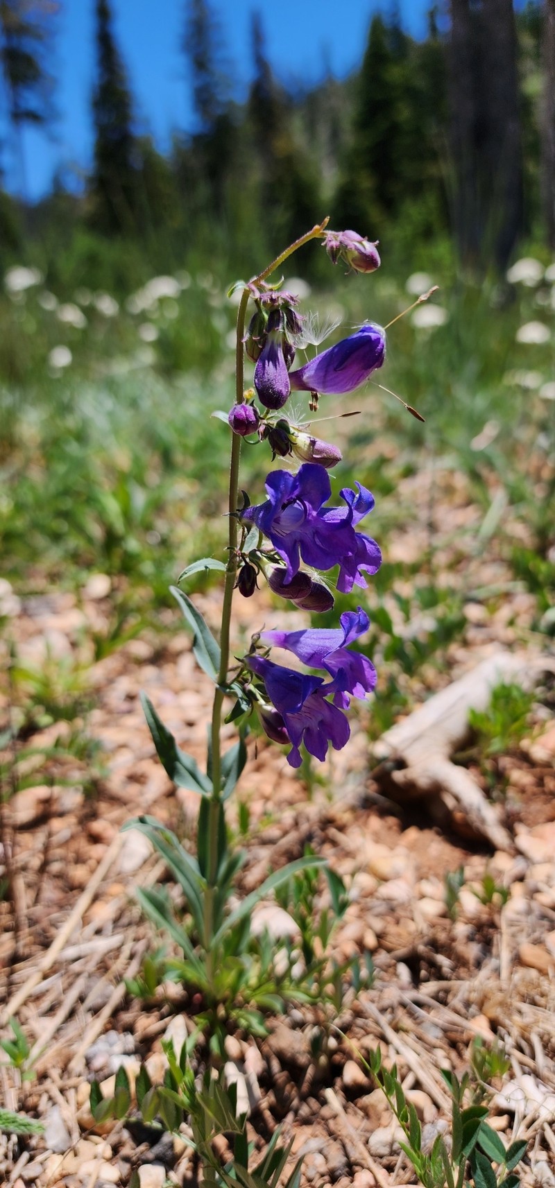 Penstemon leiophyllus var. leiophyllus photo 2