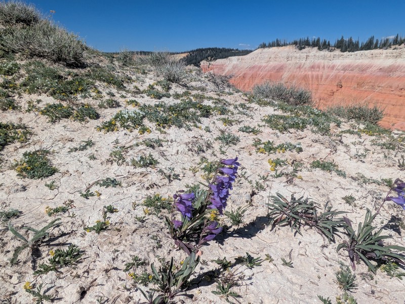 Penstemon leiophyllus var. leiophyllus photo 3