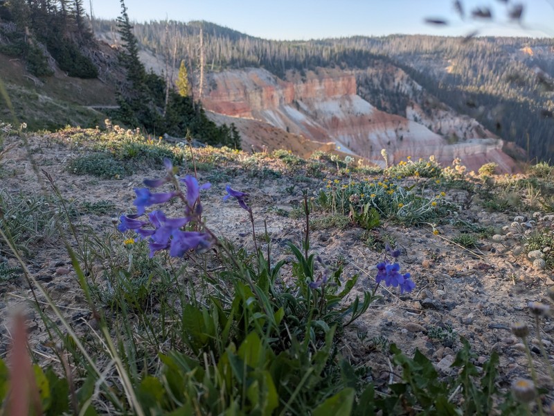 Penstemon leiophyllus var. leiophyllus photo 4