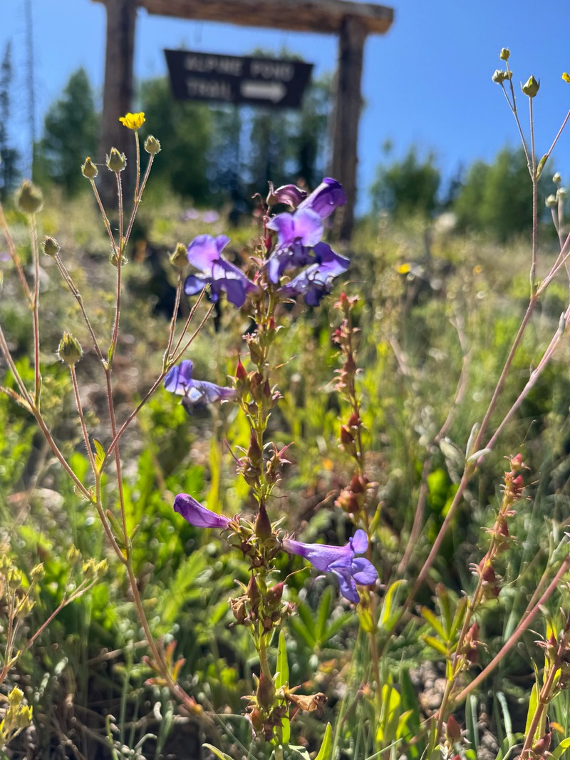 Penstemon leiophyllus var. leiophyllus photo 5