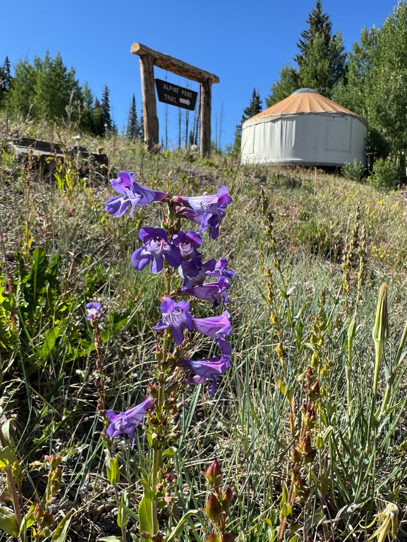 Penstemon leiophyllus var. leiophyllus photo 6