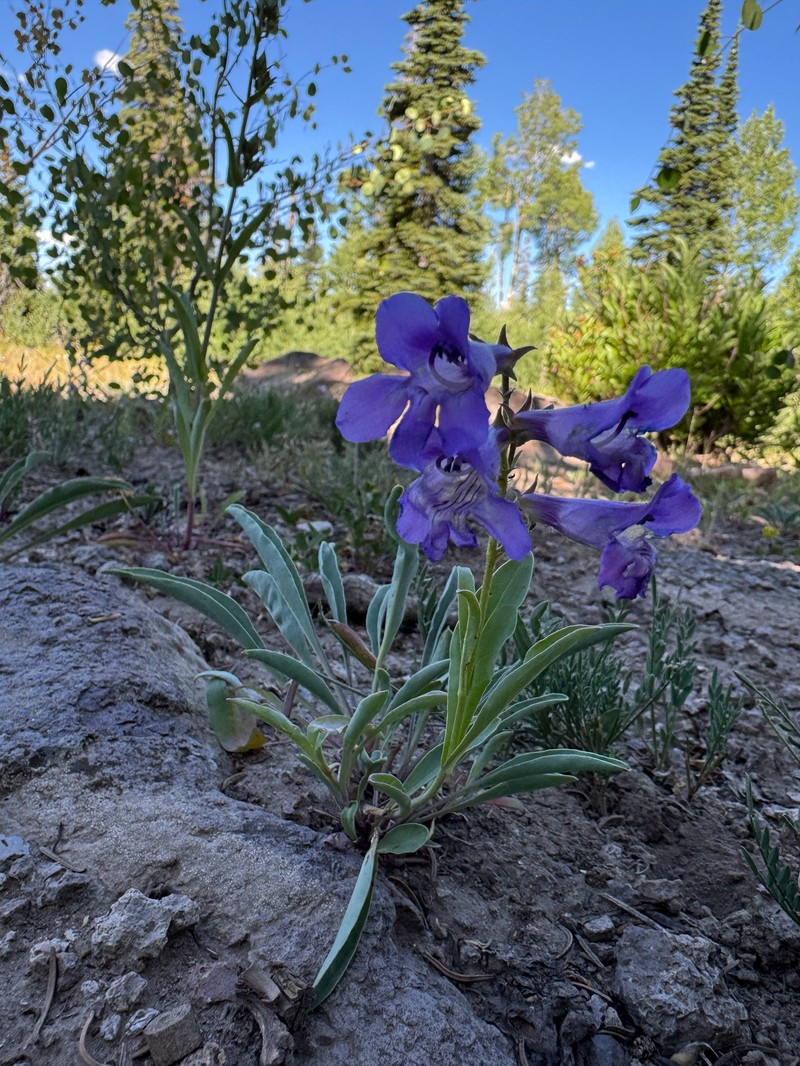 Penstemon leiophyllus var. leiophyllus photo 7