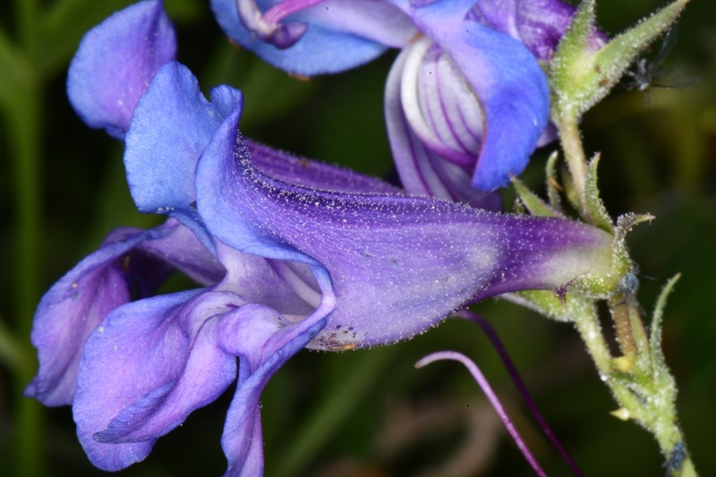Penstemon leiophyllus var. leiophyllus photo 8