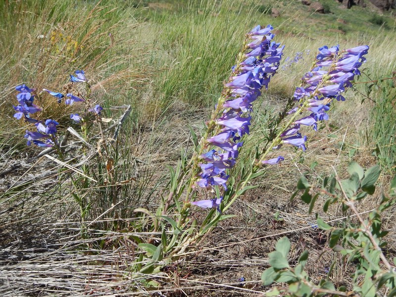 Lemhi Penstemon photo 2