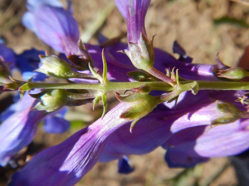 Lemhi Penstemon photo 3