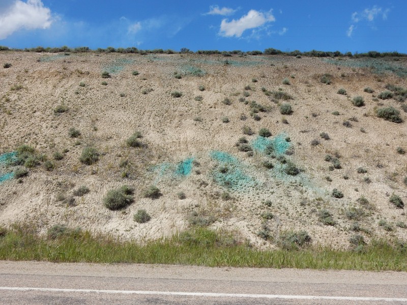 Lemhi Penstemon