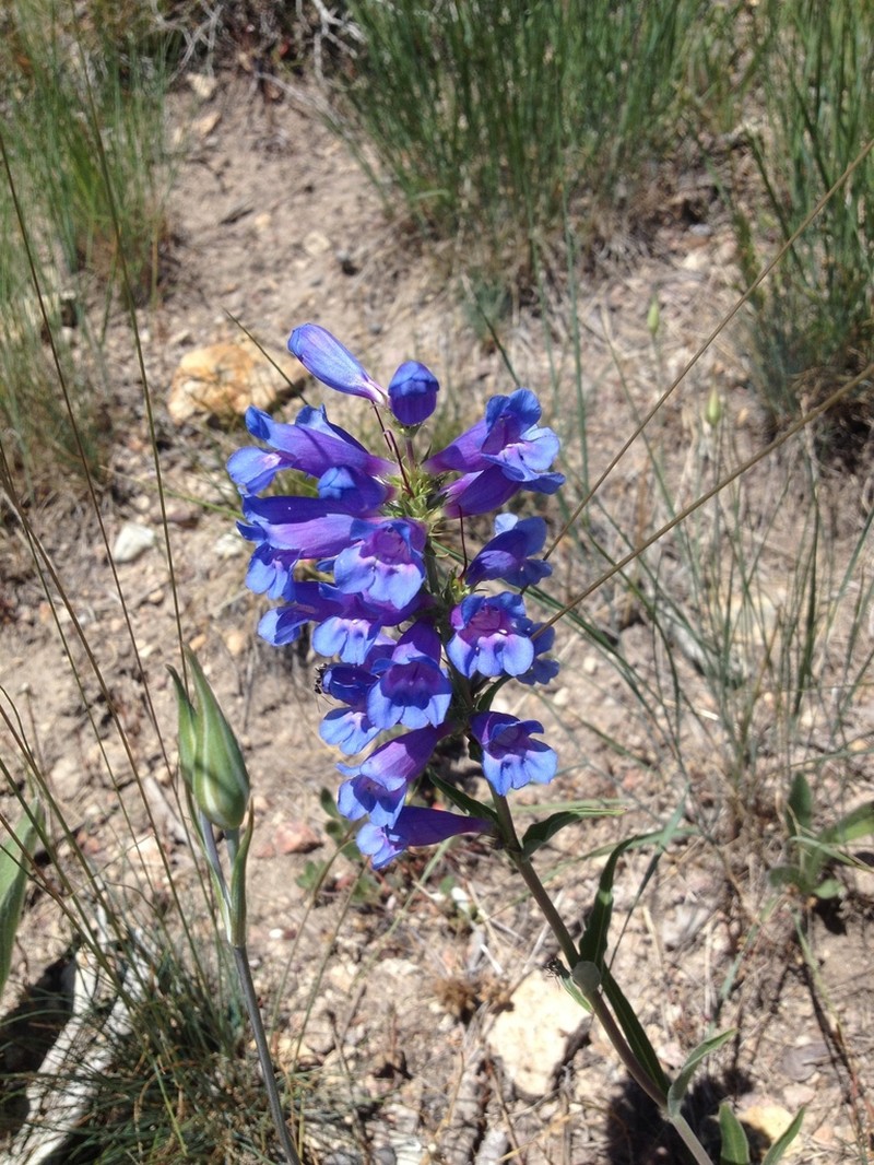 Lemhi Penstemon