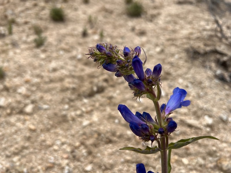 Lemhi Penstemon photo 2