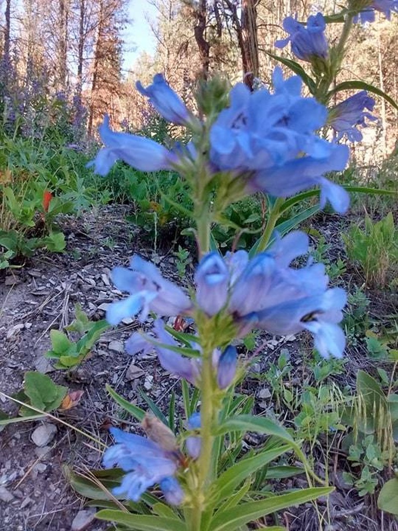 Lemhi Penstemon photo 3