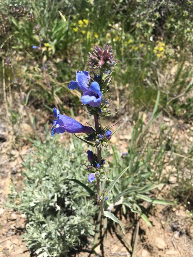 Lemhi Penstemon photo 4