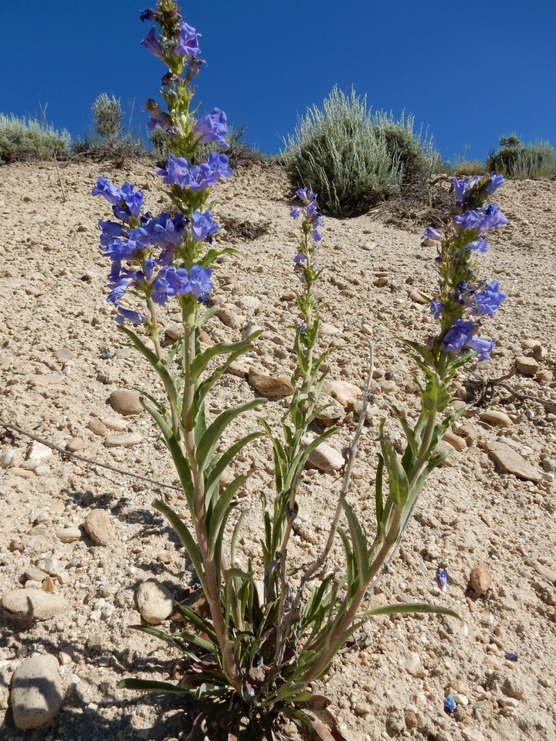 Lemhi Penstemon photo 5