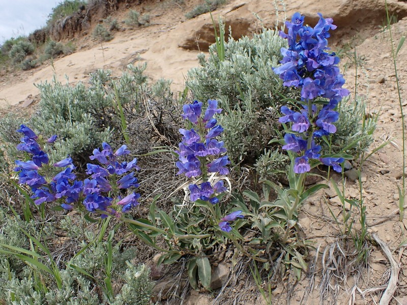 Lemhi Penstemon photo 6