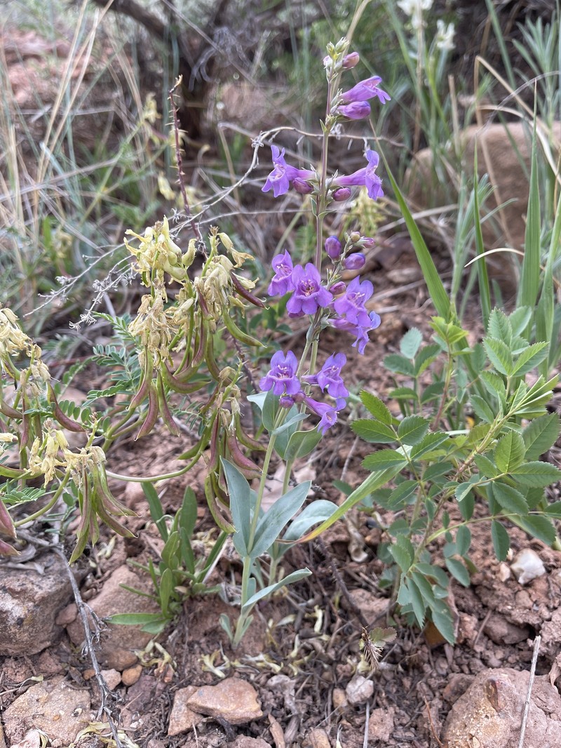 Handsome Beardtongue