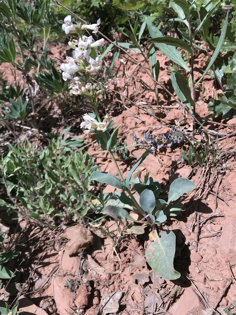 Handsome Beardtongue photo 7