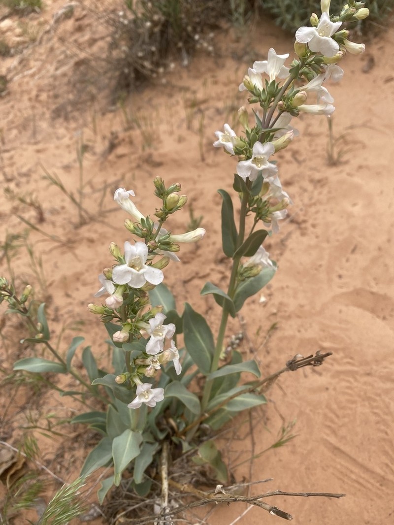 Handsome Beardtongue photo 3