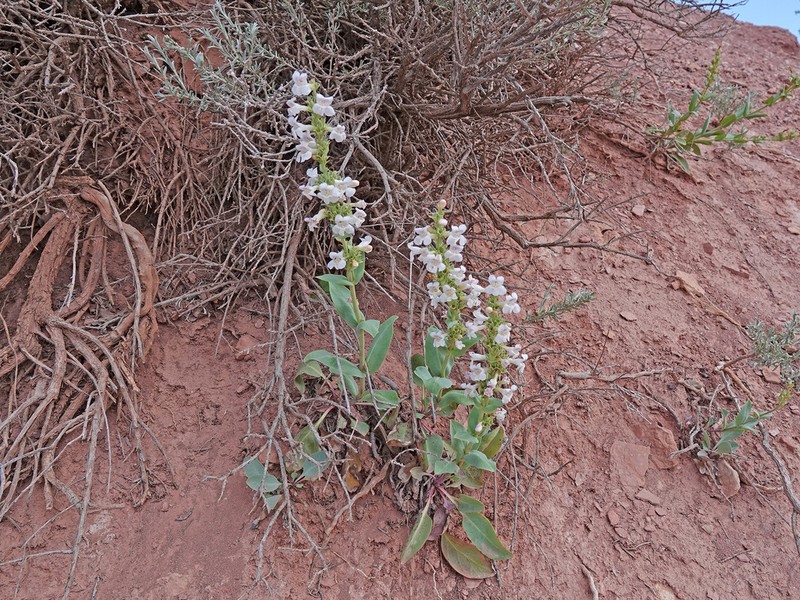 Handsome Beardtongue photo 4