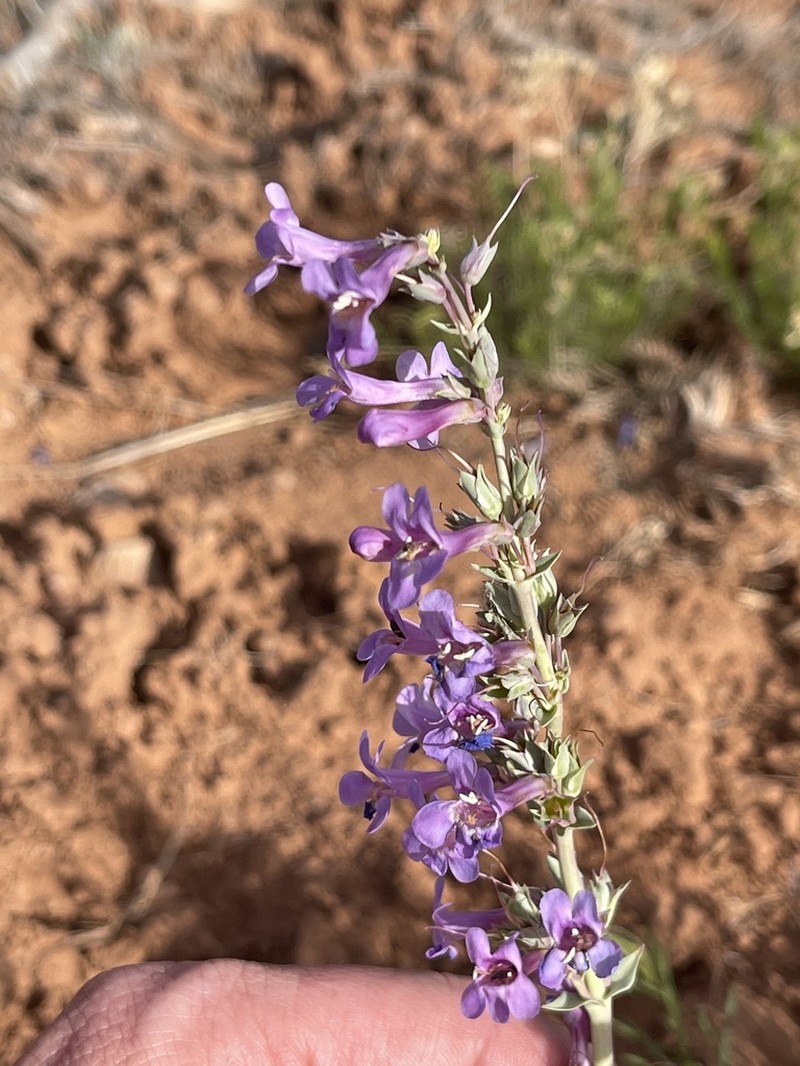Handsome Beardtongue photo 5