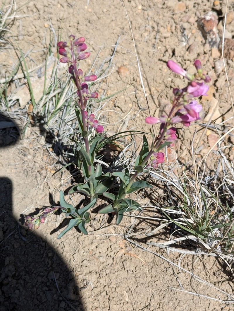 Handsome Beardtongue photo 6