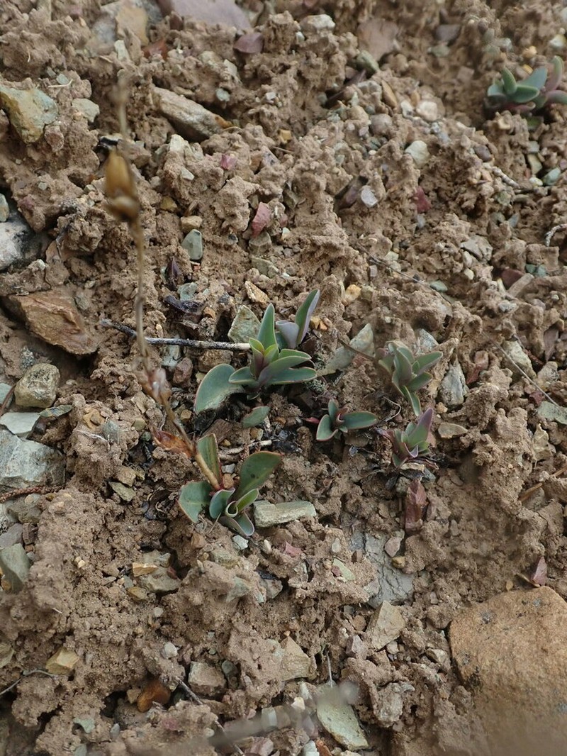 Handsome Beardtongue photo 7