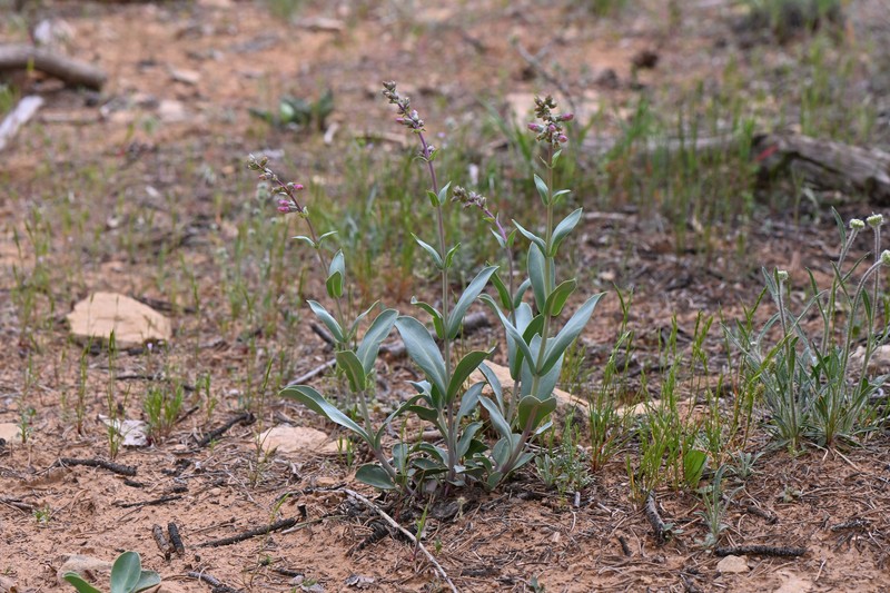 Penstemon lentus var. lentus
