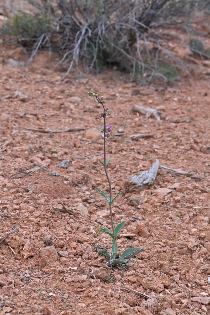 Penstemon lentus var. lentus photo 2