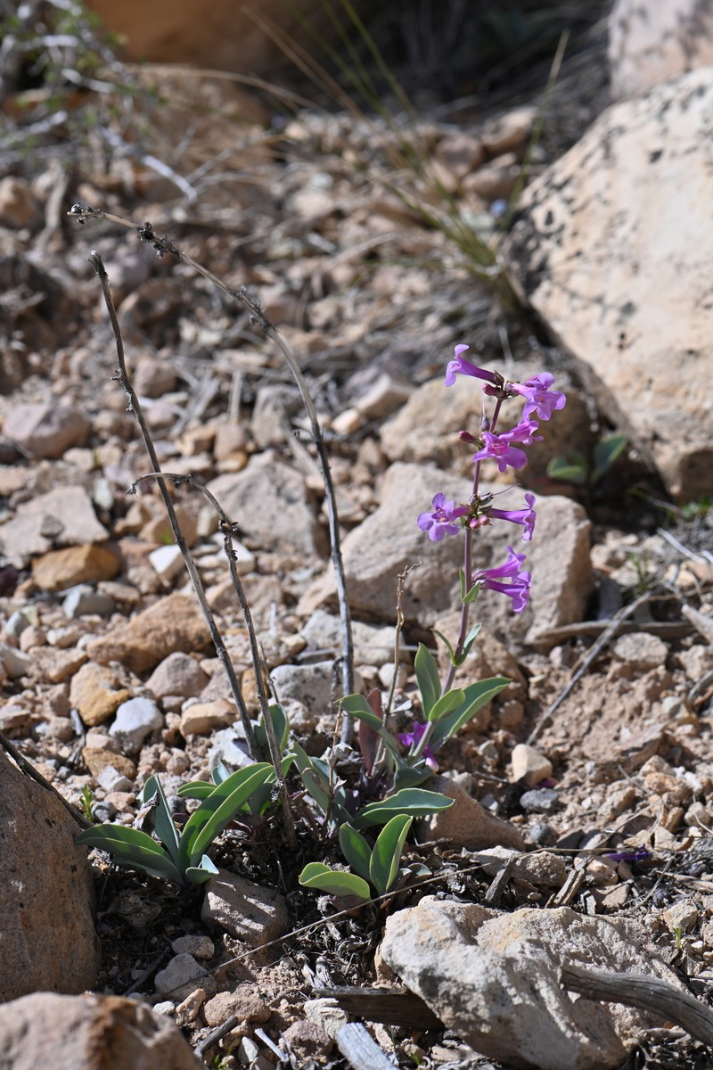 Penstemon lentus var. lentus photo 3
