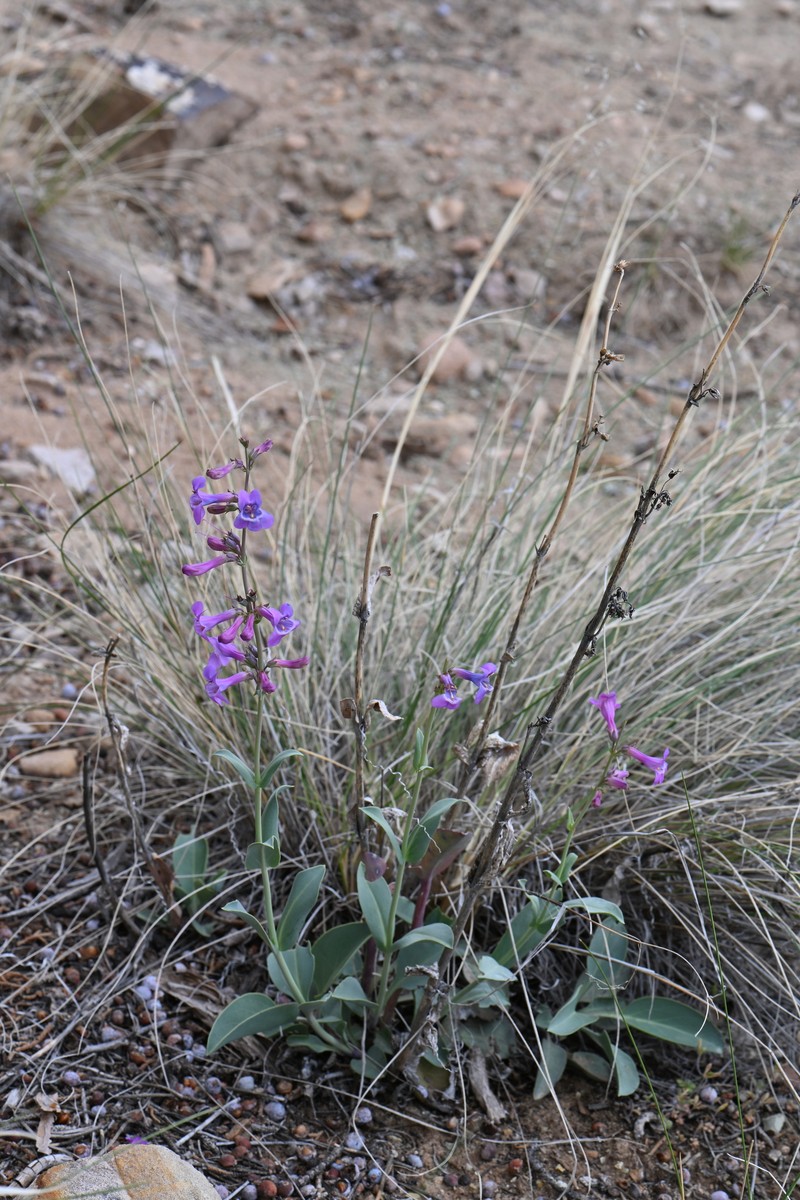 Penstemon lentus var. lentus photo 4