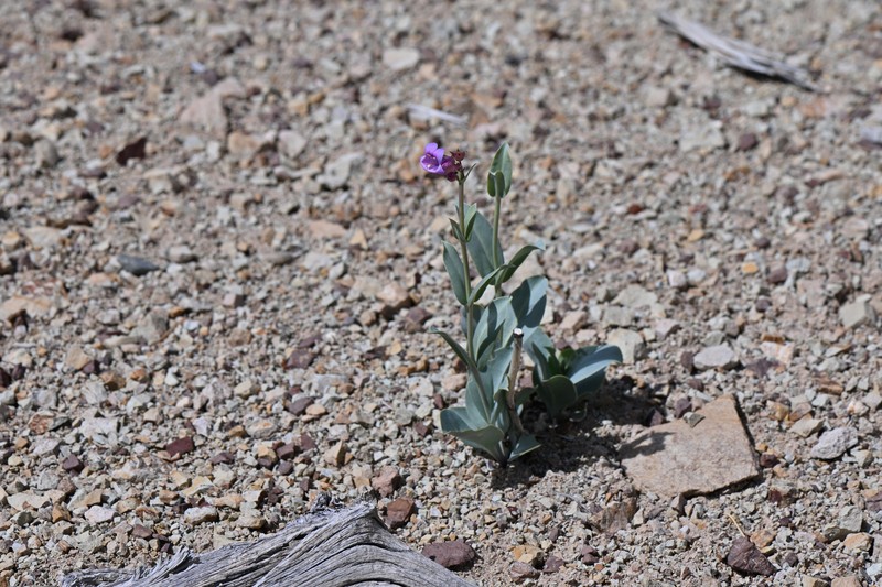 Penstemon lentus var. lentus photo 5