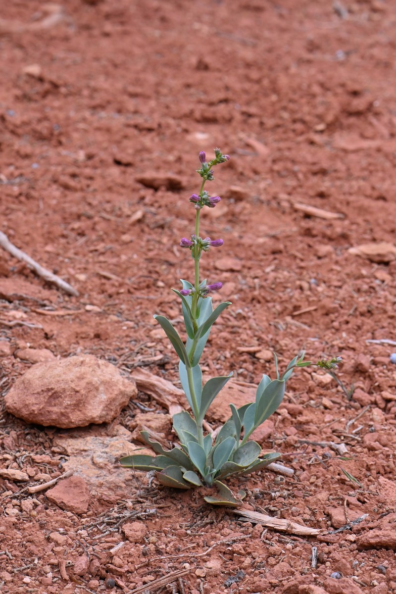 Penstemon lentus var. lentus photo 6