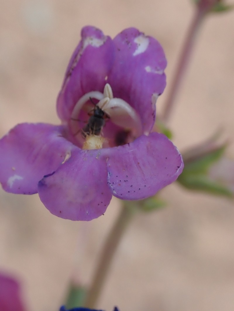Penstemon lentus var. lentus photo 7