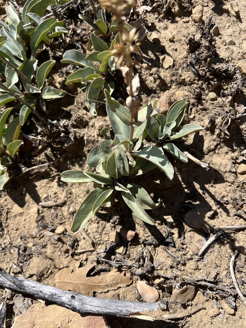Penstemon lentus var. lentus photo 8