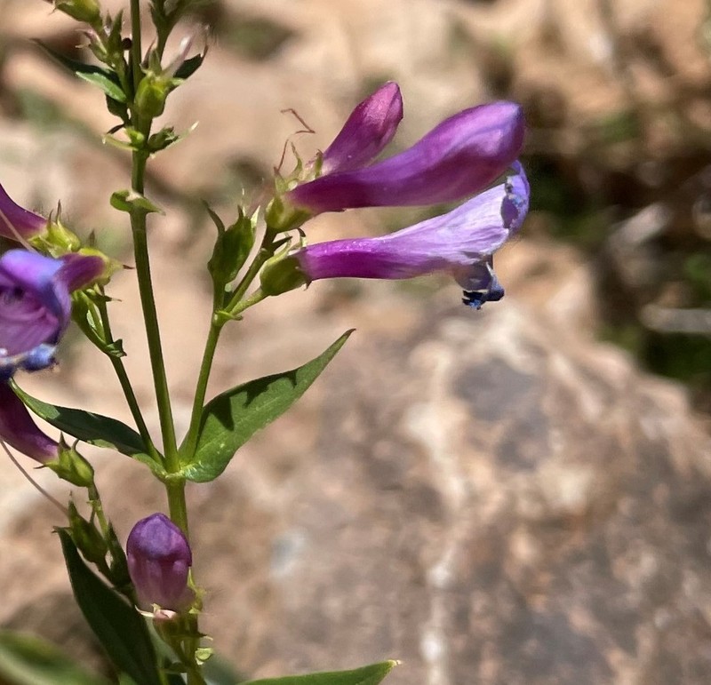 Leonard's Beardtongue