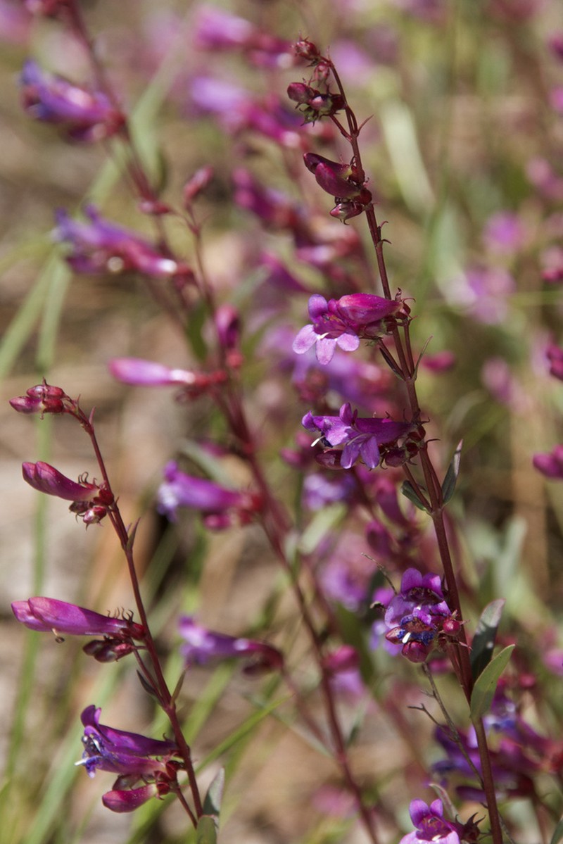 Leonard's Beardtongue photo 2