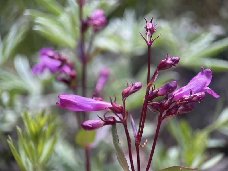 Leonard's Beardtongue photo 3