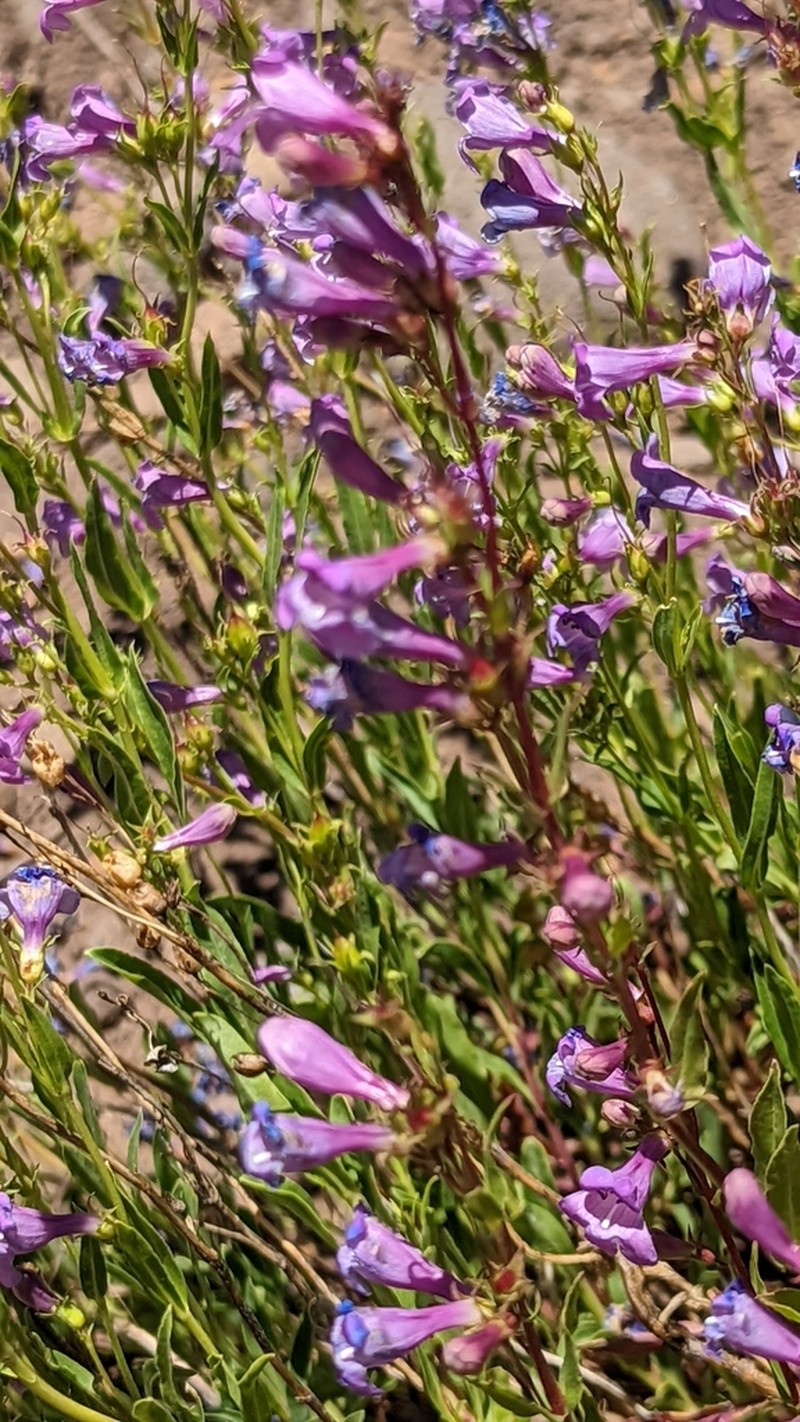 Leonard's Beardtongue photo 4