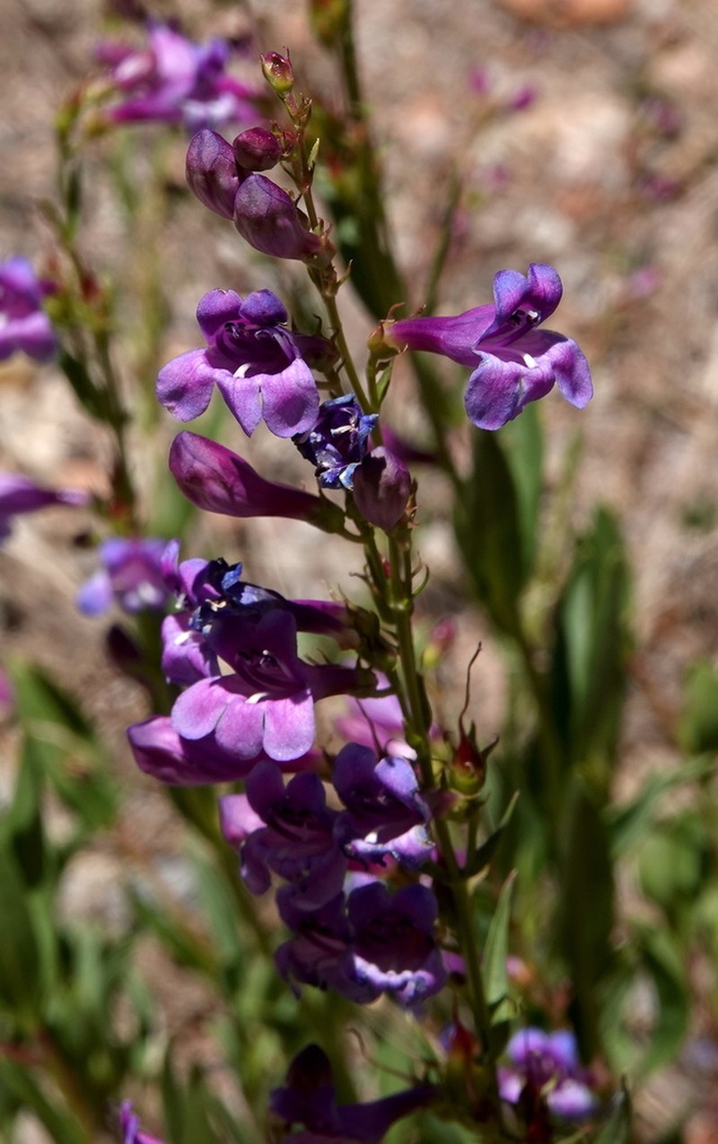 Leonard's Beardtongue photo 5
