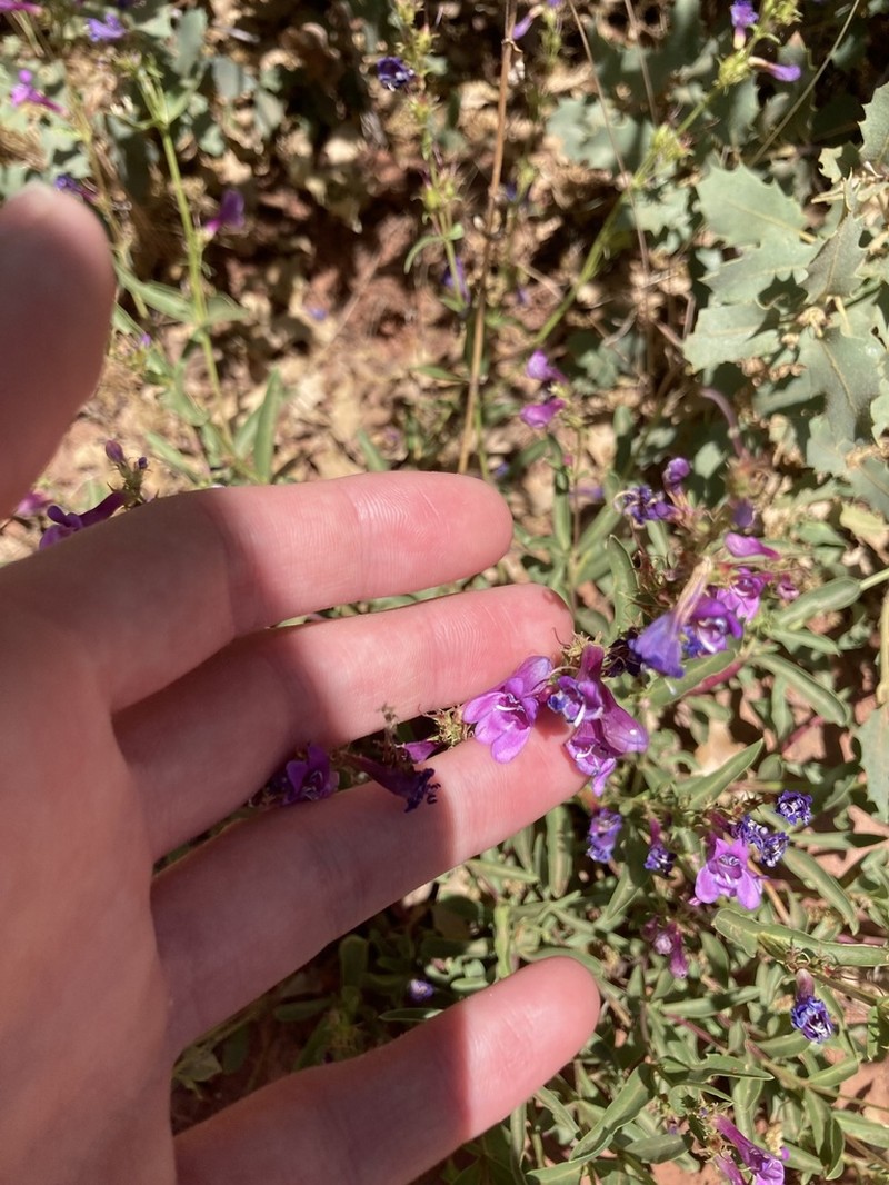 Leonard's Beardtongue photo 6